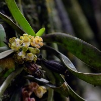 Gastrochilus acaulis (Lindl.) Kuntze